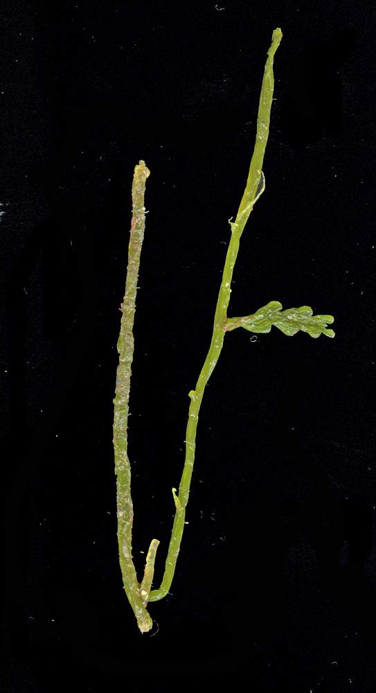 Caulerpa racemosa var cylindracea